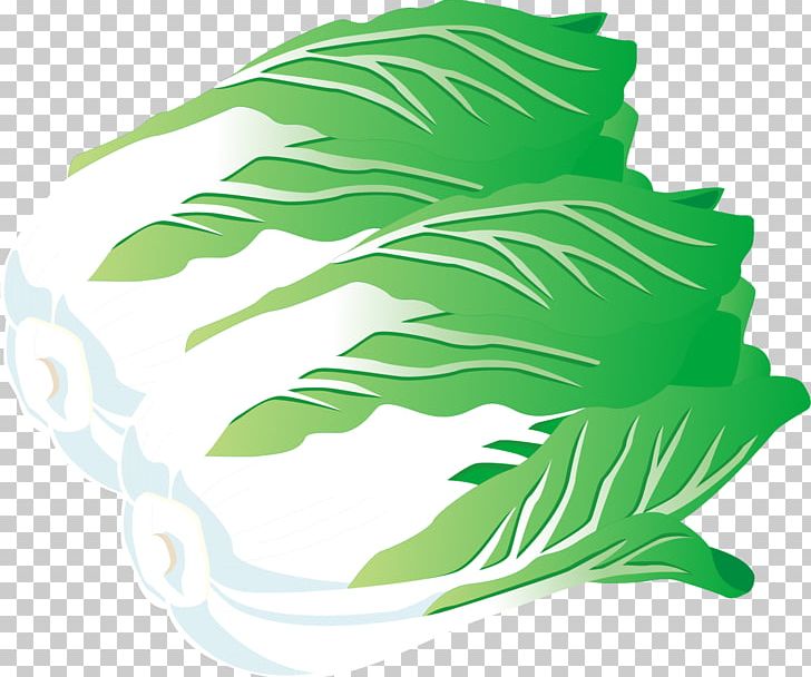 728x608 Chinese Cabbage Vegetable Napa Cabbage Illustration Png, Clipart