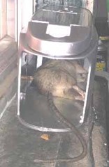 156x240 The Top Three Rat Zappers Traps