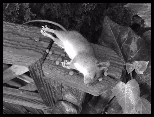 640x486 Victor Electronic Rat And Mouse Trap Review