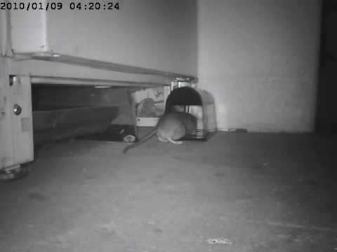 480x360 Rat Shock Video With Victor Electronic Rat Trap