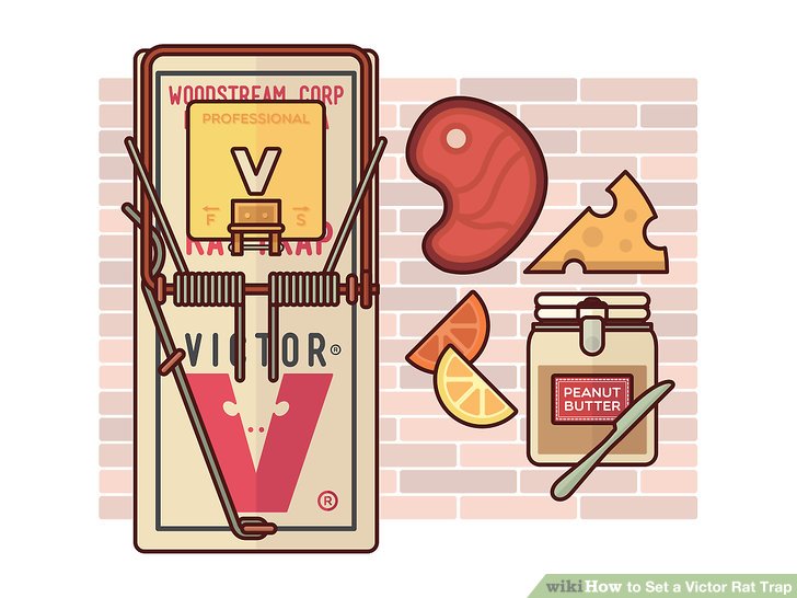 728x546 How To Set A Victor Rat Trap Steps