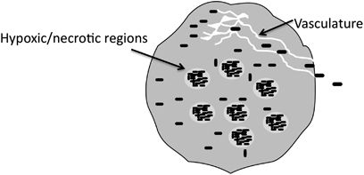 408x197 Bacterial Vectors For Imaging And Cancer Gene Therapy A Review