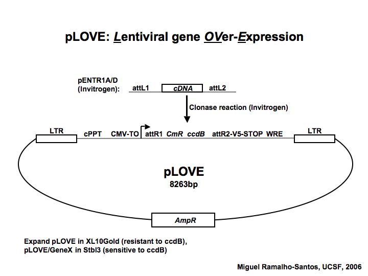 720x540 Addgene Plove Empty Vector