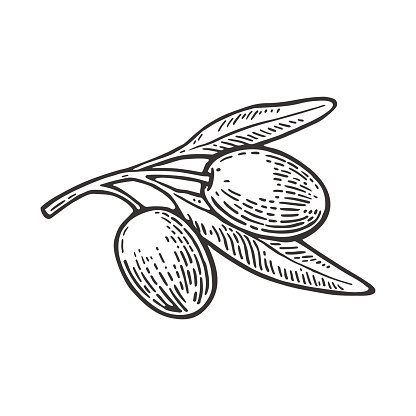 416x416 Olives On Branch With Leaves Vintage Vector Engraving Premium