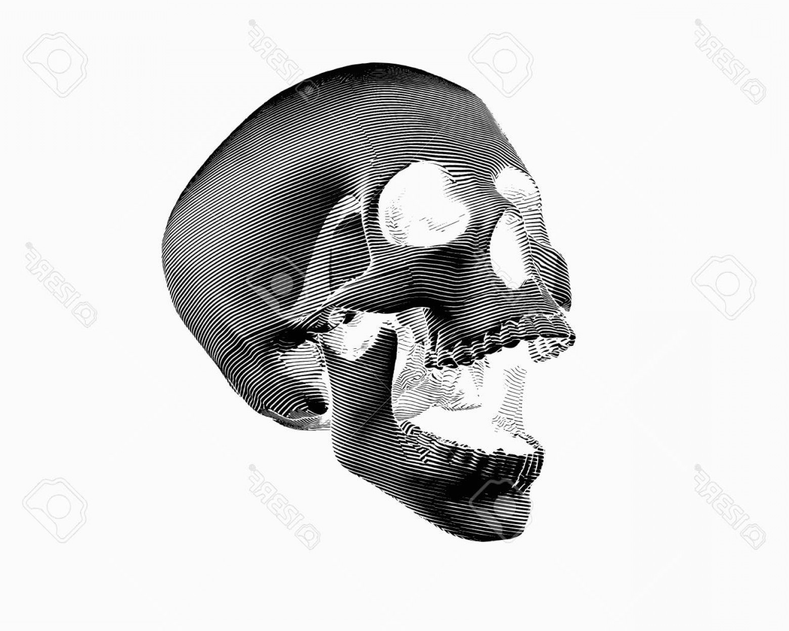 1560x1248 Photostock Vector Engraving Negative Perspective View Skull