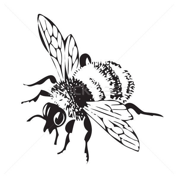 600x600 Vector Engraving Antique Illustration Of Honey Flying Bee, Isola
