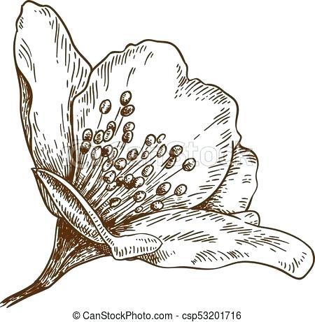 450x461 Antique Flowers Engraving Vector