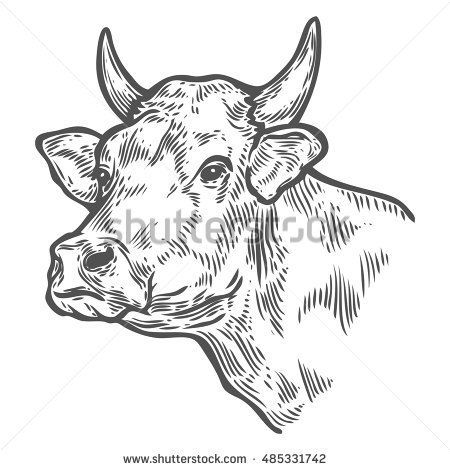 450x470 Cows Head Hand Drawn Sketch In A Graphic Style Vintage Vector