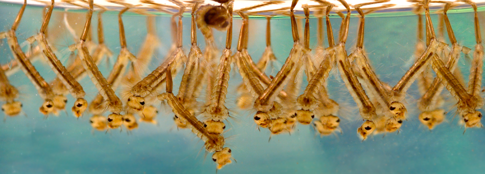 990x356 Links Pa Vector Control Association