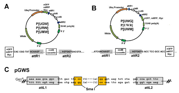 Structure Of The Pgws And P Destination Vectors 600x311 Structure Of The Pgws And P Destination Vectors