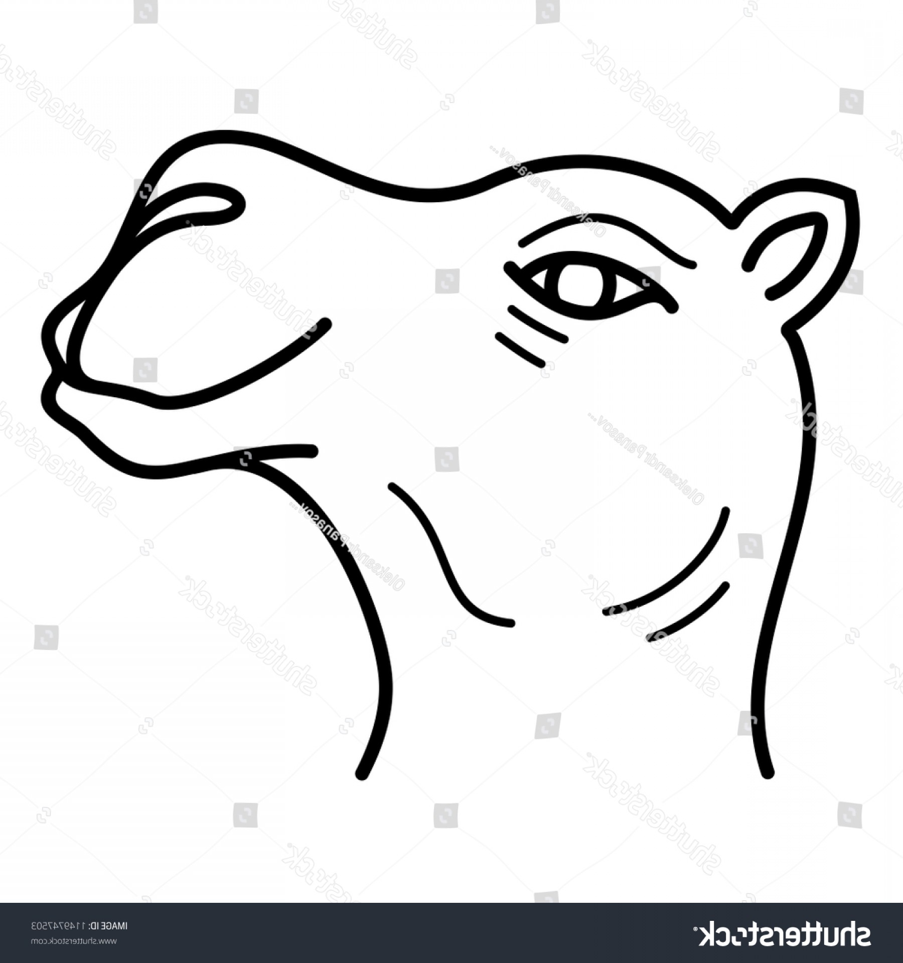 1800x1920 Camel Vector Face Wallkeeper