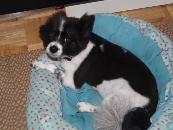 Vectra Flea And Tick Control! 600x450 Vectra Flea And Tick Control!