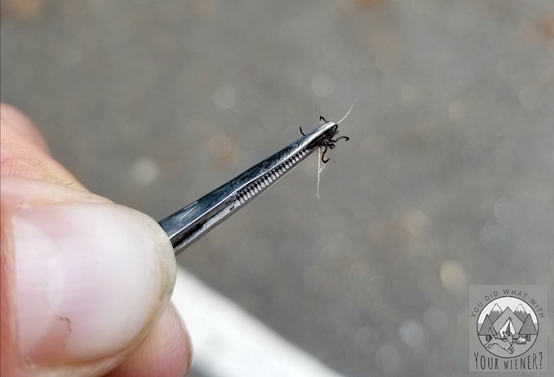 Why I Chose Vectra Flea And Tick To Protect My Dogs 800x545 Why I Chose Vectra Flea And Tick To Protect My Dogs