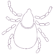 Vectra 180x180 Vectra