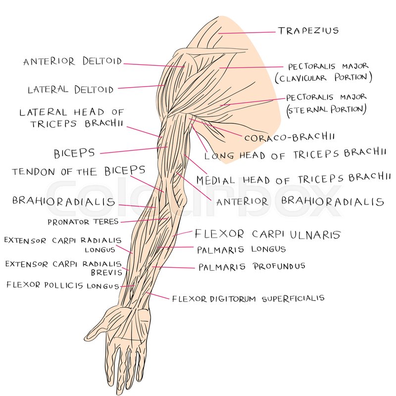 800x800 Hand Drawn Illustration Of The Arm Stock Vector Colourbox