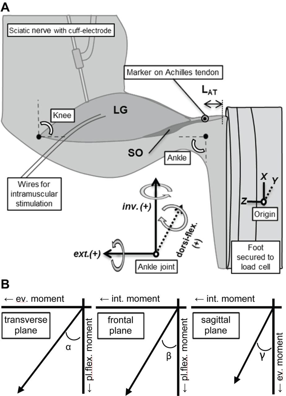 923x1280 No Functionally Relevant Mechanical Effects Of Epimuscular
