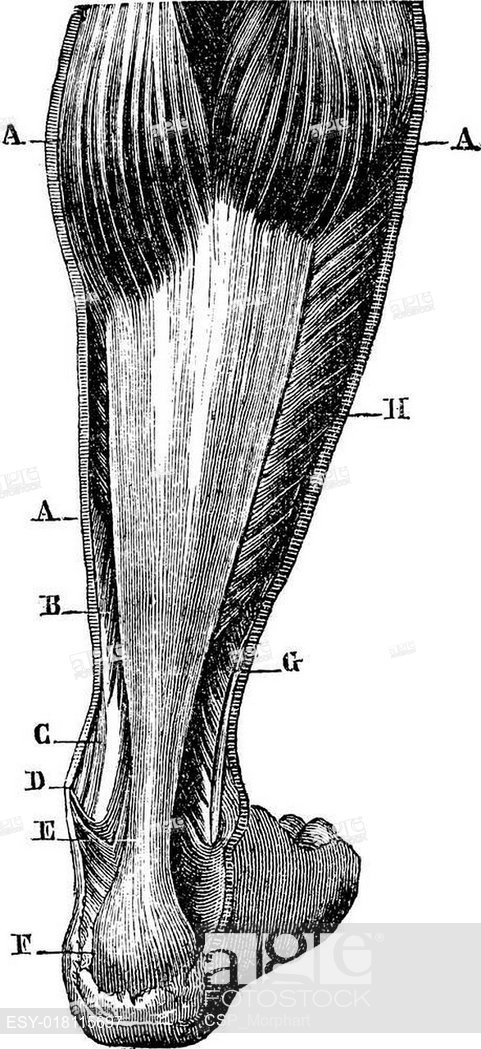 481x1049 Posterior Region Of The Leg Aa 'twin B Flexor Digitorum C