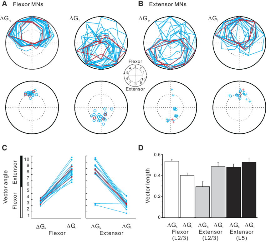 850x775 Preferred Phase And Phase Tuning Of Excitatory And Inhibitory