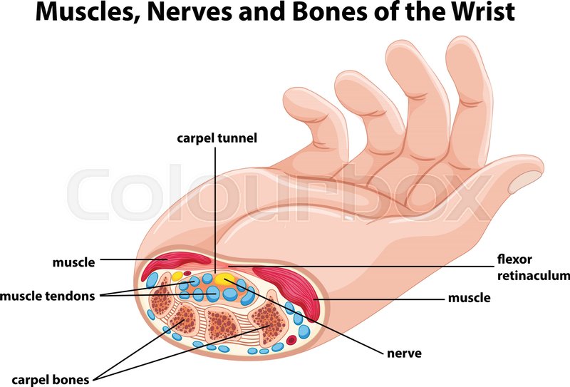 800x543 Diagram Showing Human Hand With Stock Vector Colourbox