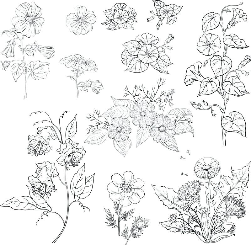 Vector Flower Outline at Vectorified.com | Collection of Vector Flower ...