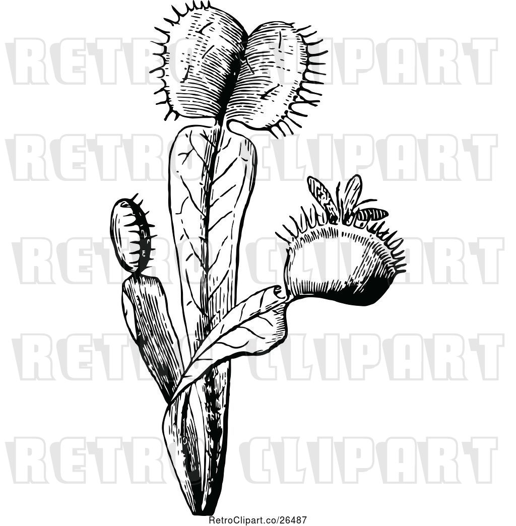 1024x1044 Vector Clip Art Of Retro Fly Trap Plant