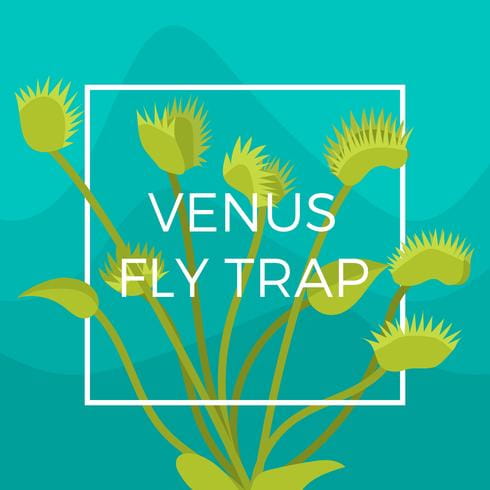 Vector Fly Trap at Vectorified.com | Collection of Vector Fly Trap free