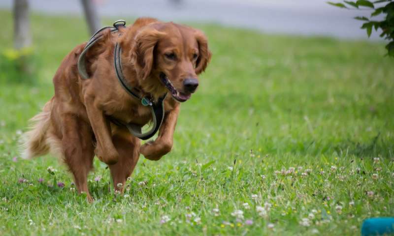 800x480 Hunting Dogs As Possible Vectors For The Infectious Disease Tularaemia