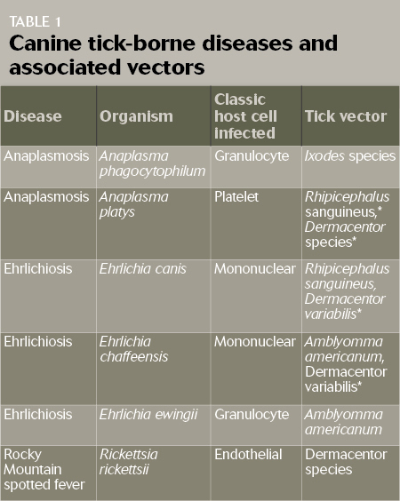 450x564 Identifying And Treating Tick Borne Diseases In Dogs