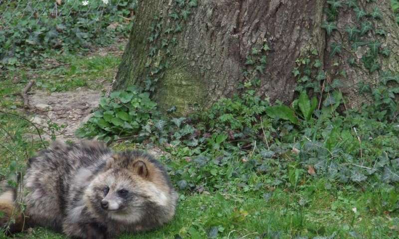 800x480 Raccoon Dog Represents A More Acute Risk Than Raccoon As Vector