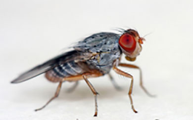 390x242 Get Rid Of Fruit Flies