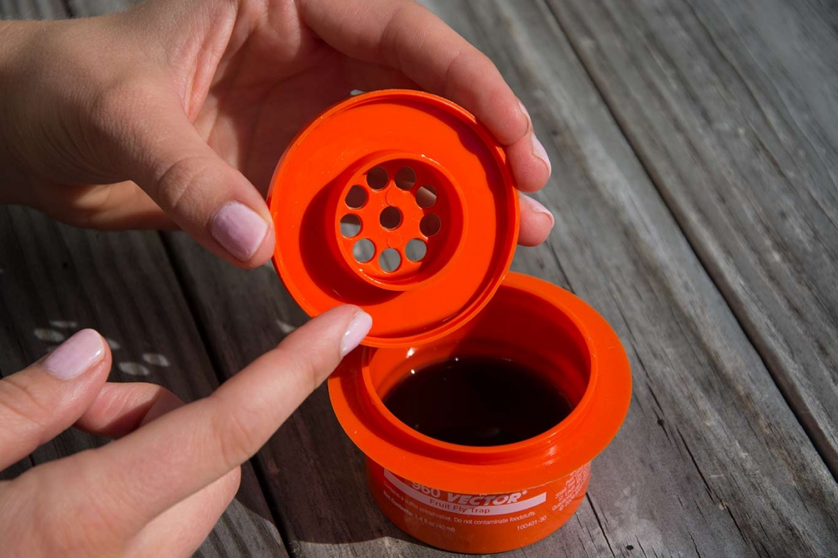 1200x800 How To Make Your Own Fruit Fly Trap Catseye Pest Control