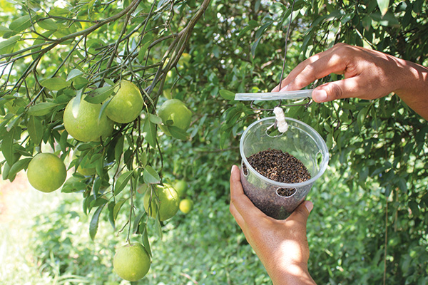 600x400 Fruit Fly Integrated Pest Management Icipe