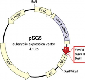 300x283 Cloning Vector Characteristics And Types