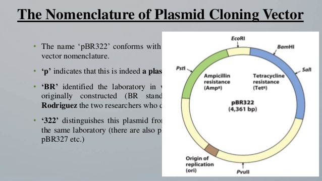 638x359 Cloning Vector