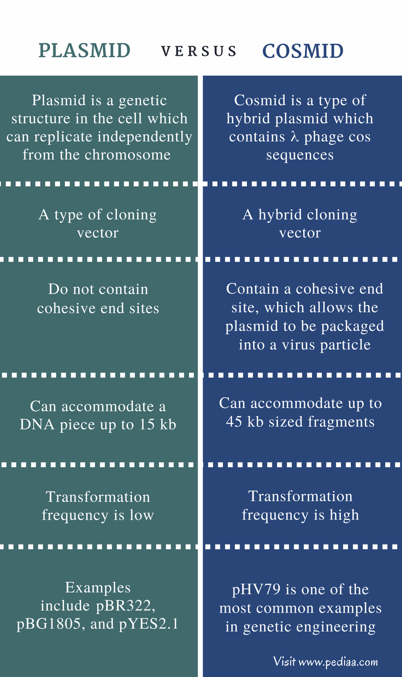 799x1345 Difference Between Plasmid And Cosmid Features, Structure, Uses