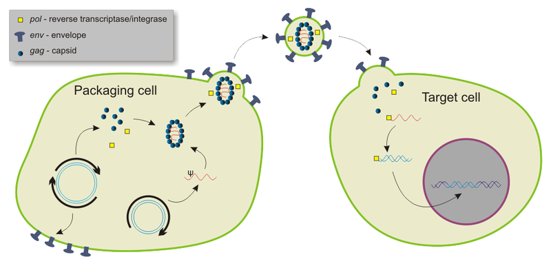 800x389 Difference Between Plasmid And Vector Definition, Structure
