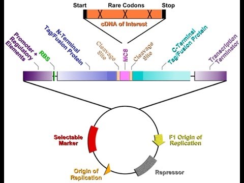 480x360 Expression Vector