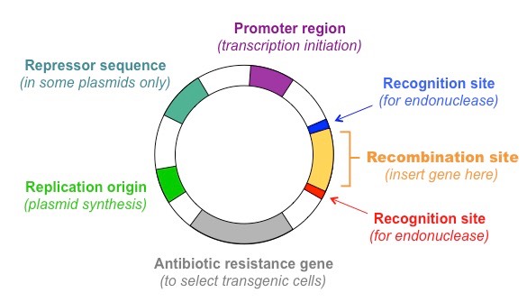 585x335 Gene Transfer Bioninja