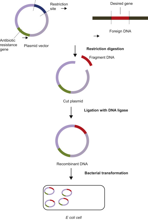 493x734 Molecular Cloning