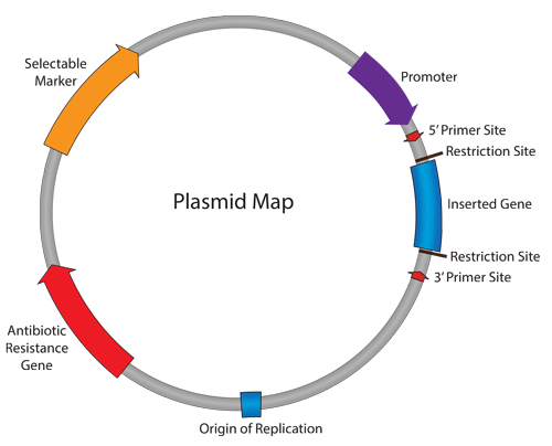 500x404 Plasmids What Is A Plasmid