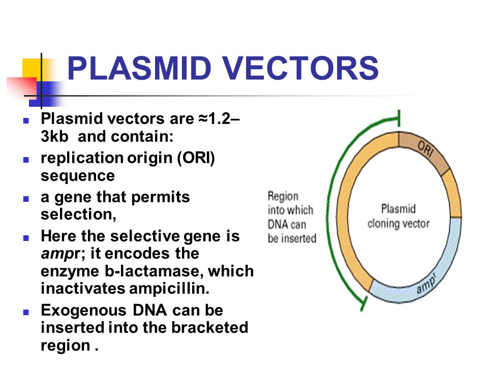 960x720 Principles Of Cloning, Vectors And Cloning Strategies