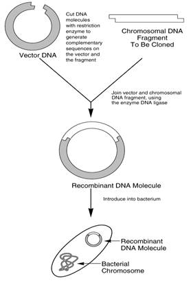 281x415 Recombinant Dna And Genetic Techniques University Of Leicester