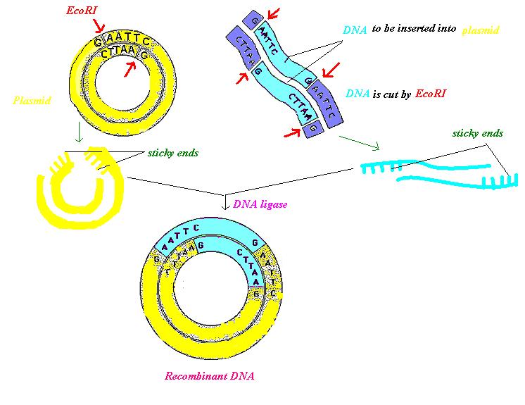 746x575 Structural Biochemistrydna Recombinant Techniquesplasmid