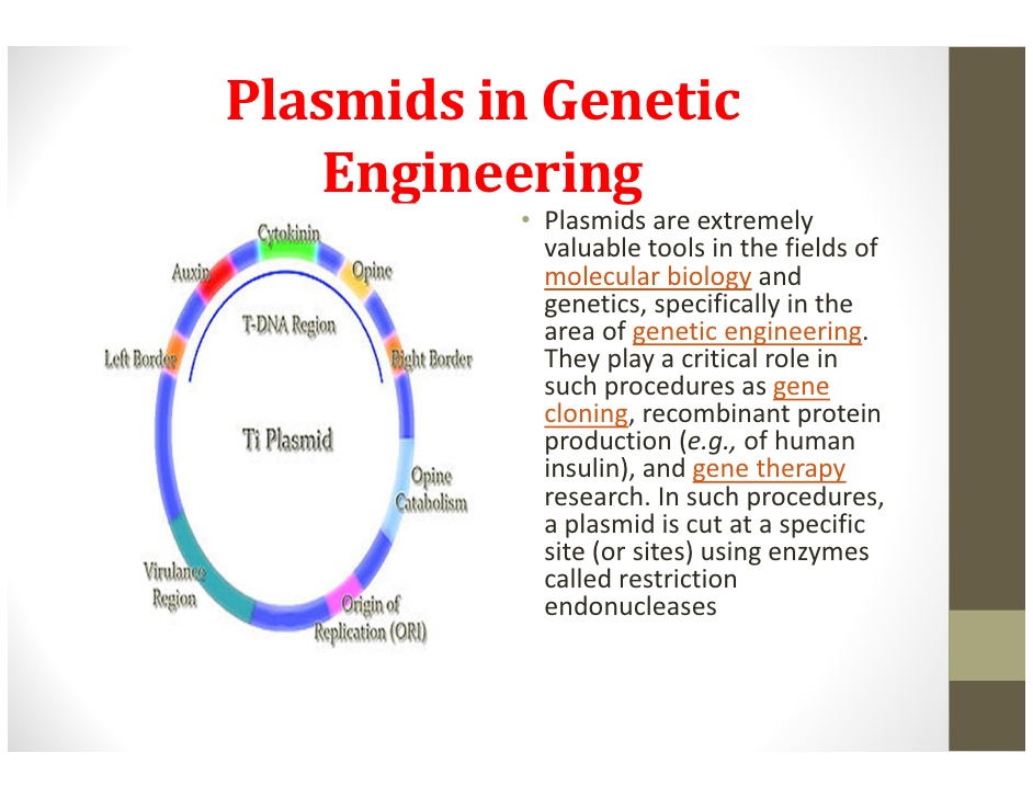 942x728 Plasmids