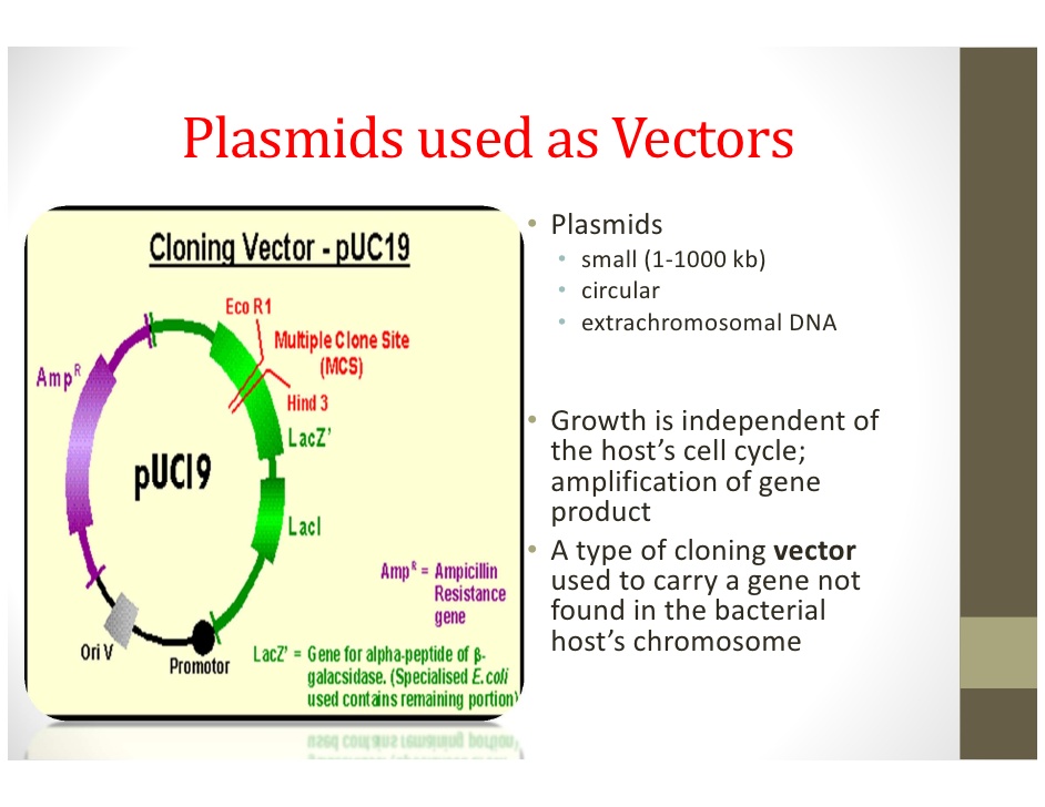 What Is A Plasmid / Identification of a Novel Conjugative Plasmid in