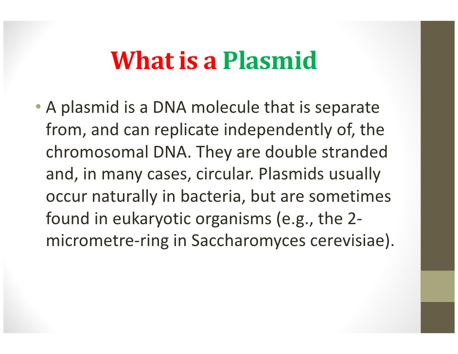 942x728 Plasmids