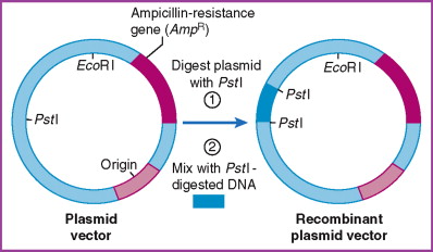 difference between plasmid and cosmid