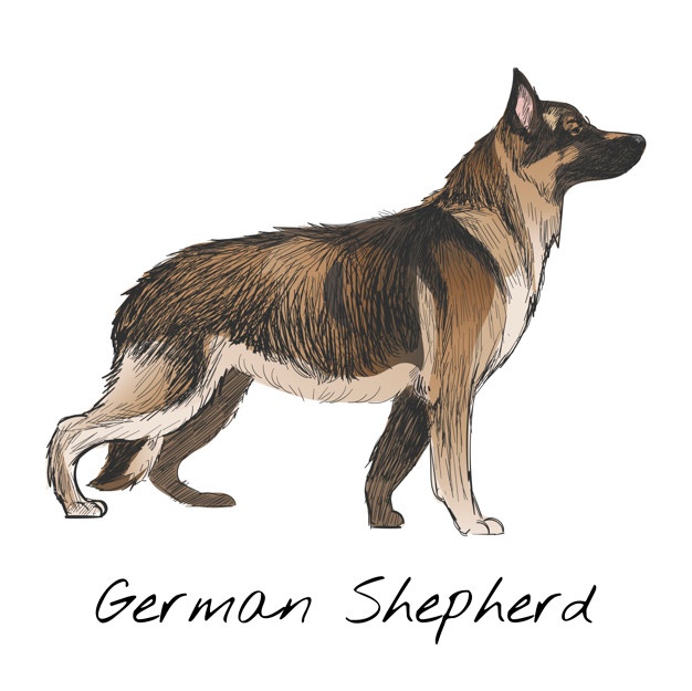 626x625 German Shepherd Vectors, Photos And Free Download