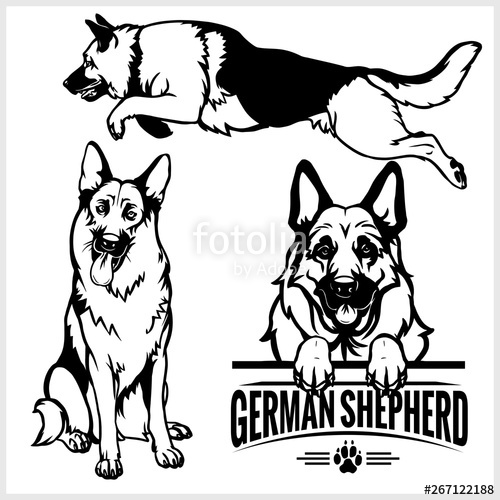 500x500 German Shepherd Dog