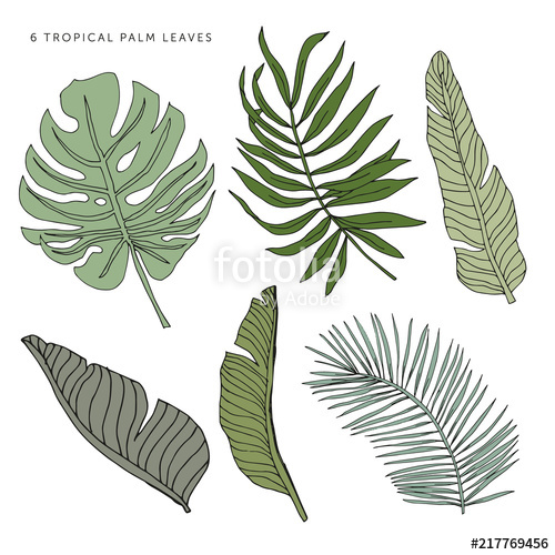 500x500 Tropical Green Palm Leaves On The White Background Vector